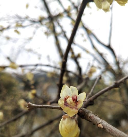 红梅花的花语及意义解读（红梅花的美丽与坚强——寒冷中的独树一帜）