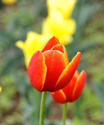 红黄郁金香花的象征意义（探索红黄郁金香花在文化中的特殊意义）