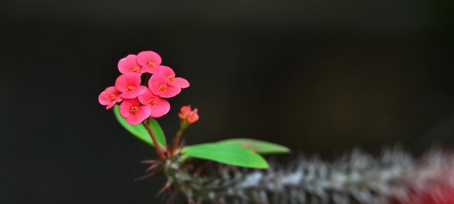 虎刺梅花的傲立与坚韧（勇往直前）