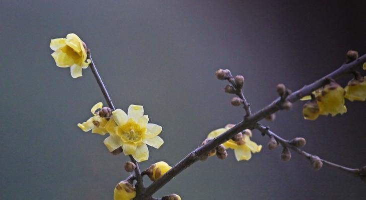 黄腊梅花花语的深意（寄托美好愿望的黄腊梅花）