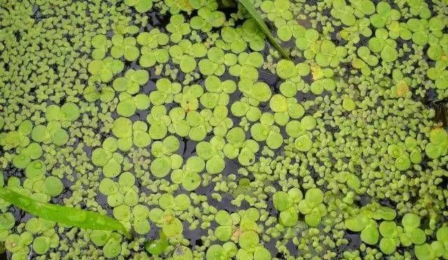 浮萍开花之谜（揭秘开花植物的奥秘）