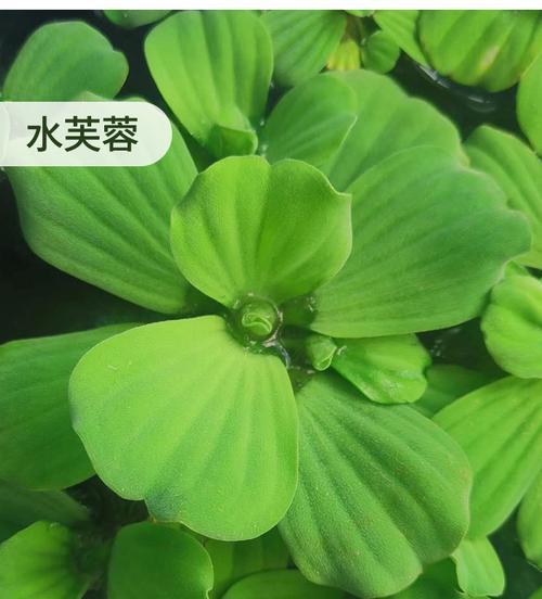 浮萍的植物学特征和生态学意义（探究浮萍的种类）