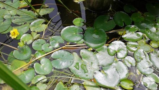 浮萍的形态特征和生长习性（探秘水面“隐形”的植物世界——从浮萍说起）