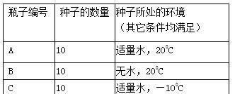 福寿花种子的最佳播种时间（掌握播种时间让福寿花茁壮成长）