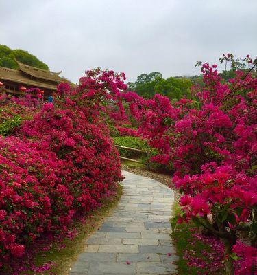 探寻福州市花——茉莉花（了解福州市花的历史）