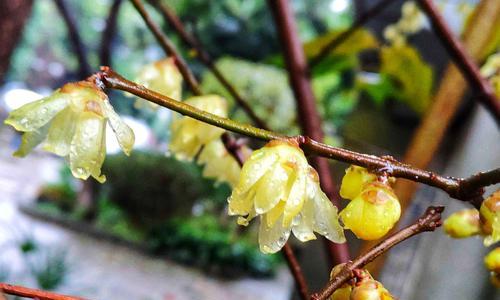 腊梅花（腊梅花的花语及其象征的爱心特质）