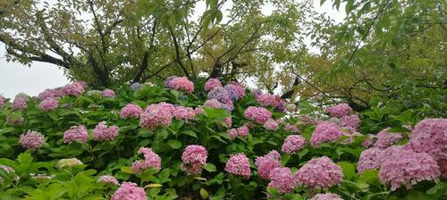 八仙花盛开的花语之美（以蓝边八仙花为媒介传递花语的神奇魅力）