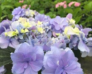 八仙花盛开的花语之美（以蓝边八仙花为媒介传递花语的神奇魅力）