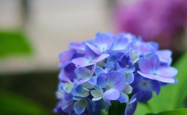 八仙花盛开的花语之美（以蓝边八仙花为媒介传递花语的神奇魅力）