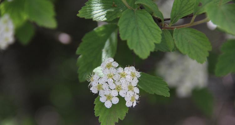 麻叶绣线菊花语（探寻麻叶绣线菊的秘密）