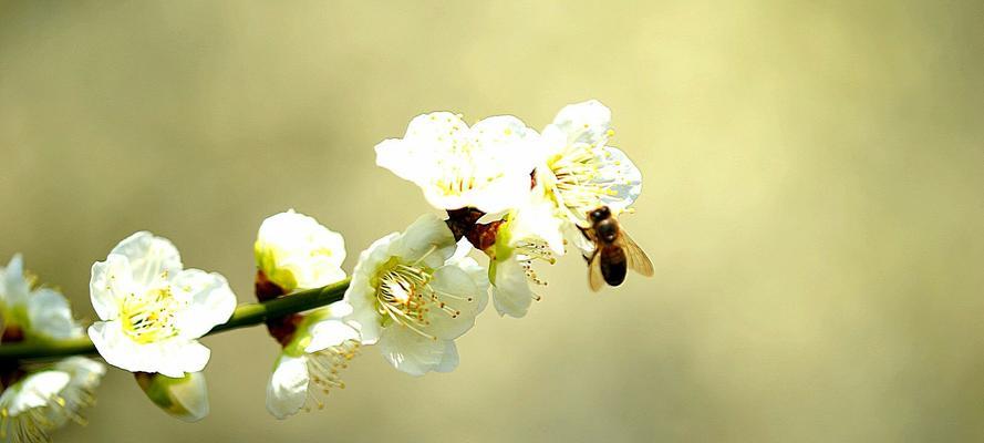 梅花花语（以梅花花语为主题的深入解读与寓意探索）