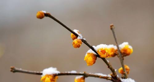 梅花先花后叶，凌寒独自开（冰雪腊月）