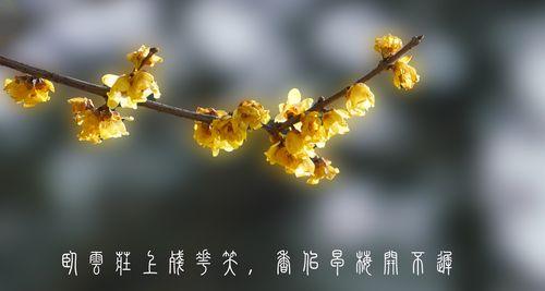 盆栽腊梅花语——寓意吉祥如意（盆栽腊梅花的花语及寓意解读）