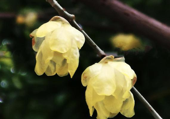 盆栽腊梅花语——寓意吉祥如意（盆栽腊梅花的花语及寓意解读）