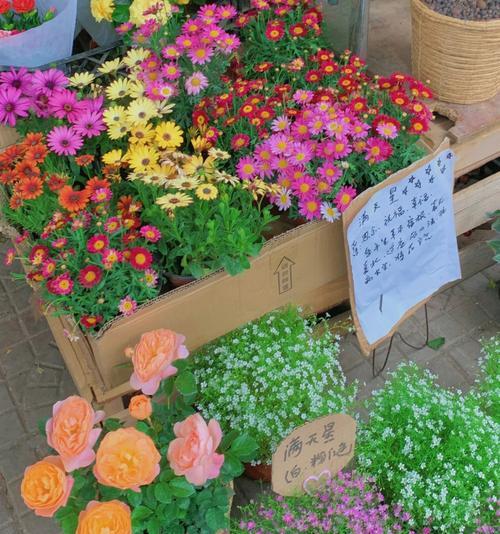 小菊花之语——寓意与象征（探索日系绿色切花小菊的深层含义与传达的情感）