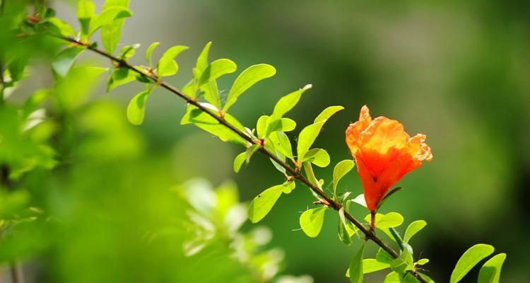 石榴花风水（石榴花风水的神奇力量与运势提升）