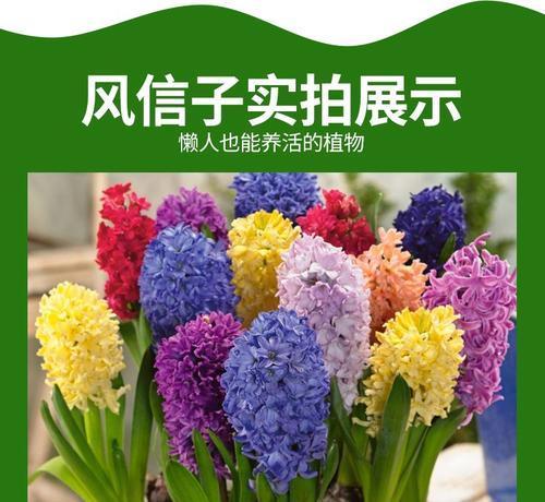 以水培风信子花语为主题的文章（探索花语传达的美丽与深意）