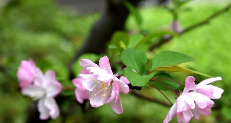 四季海棠花花语——寄托希望的永恒之美（四季海棠花开放春秋）