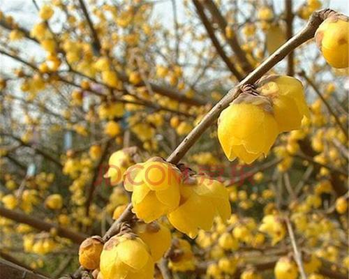 庭院梅花（庭院梅花寓意与生活的启示）