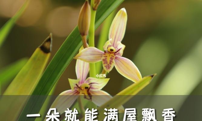 文兰花（寓意深远）