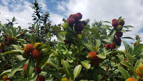 享受盛夏美味，探寻富民杨梅的成熟期（夏日里的口感盛宴）