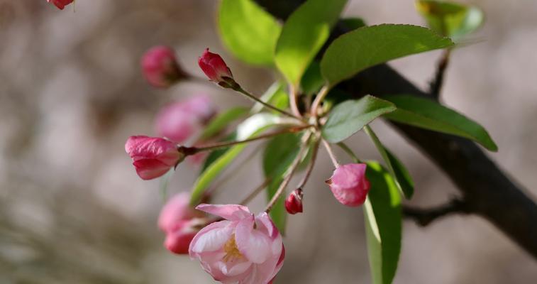 以西府海棠花语的美丽与含义（西府海棠）