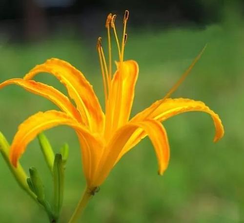 夏水仙的花语（探寻夏水仙花的内涵与象征）