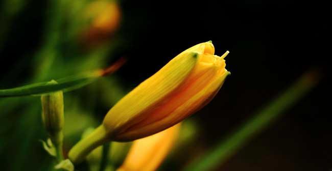 夏水仙的花语（探寻夏水仙花的内涵与象征）