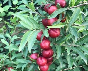 钙果树种植全程指南（多长时间可以开花结果）