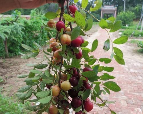 钙果种子发芽时间分析（探究钙果种子发芽的关键因素及影响）