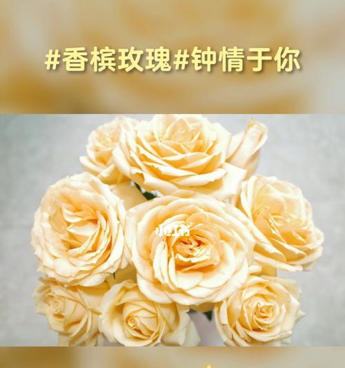 21朵玫瑰花语及寓意（用21朵玫瑰传递爱情的甜蜜和浪漫）