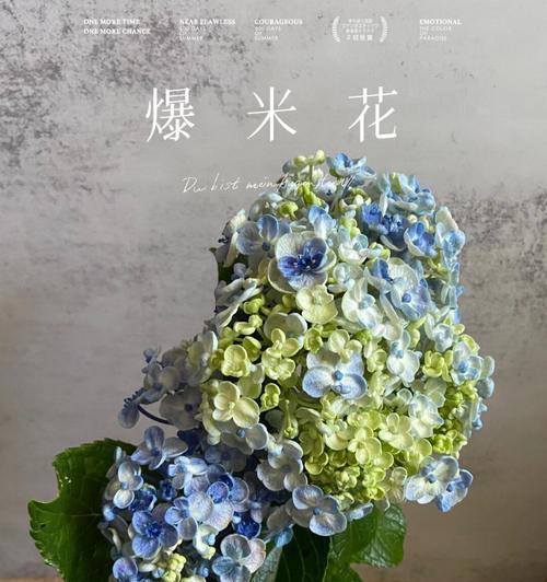 绣球花的花语是什么？绣球花象征着什么含义？