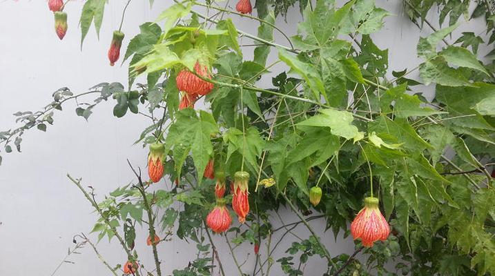 灯笼花浇水频率如何根据季节调整？春夏秋冬浇水有何区别？