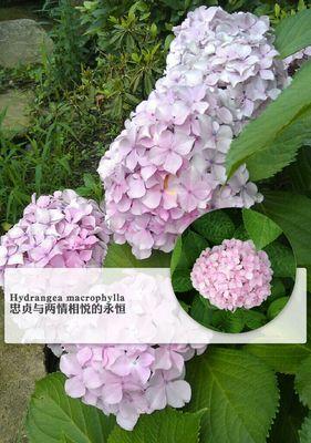 绣球花花语是什么意思？绣球花寓意有哪些常见问题解答？