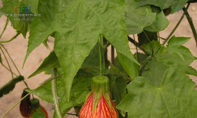 灯笼花是多年生植物吗？如何正确养护？