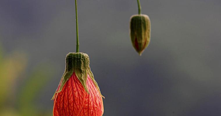 灯笼花喜阴还是喜阳？如何正确养护灯笼花？