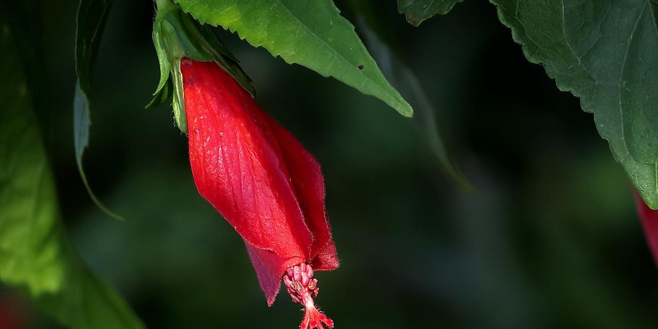 悬铃花花语代表什么含义？如何正确理解悬铃花的花语？