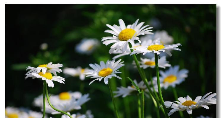 野菊花花语是什么？如何理解野菊花的象征意义？