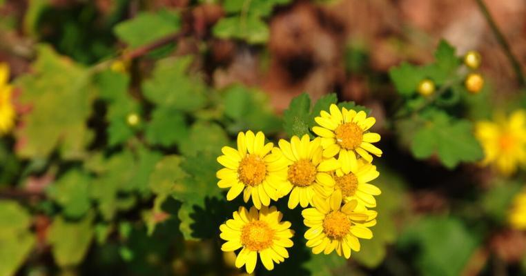 野菊花花语是什么？如何理解野菊花的象征意义？