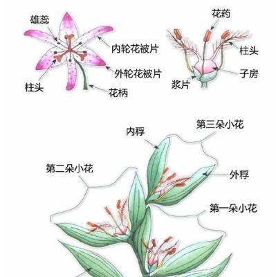 帝玉繁殖方法有哪些？繁殖过程中应注意什么？