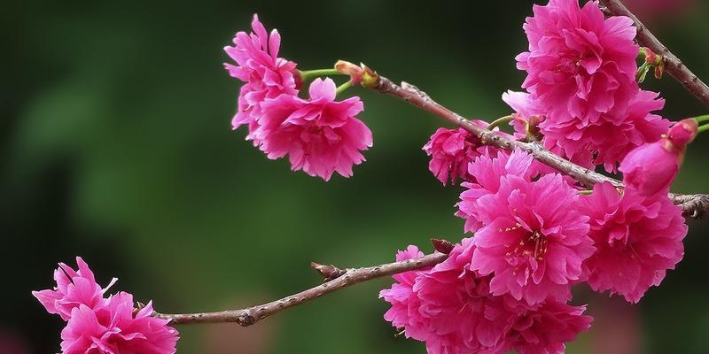 樱花的寓意是什么？樱花象征着什么含义？