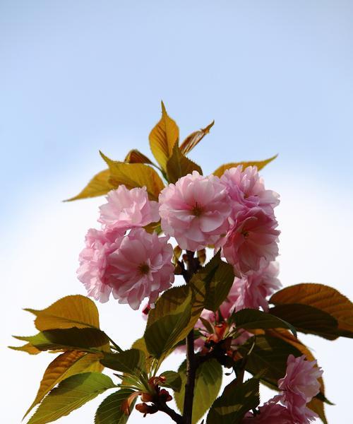 樱花花语是什么意思？如何理解樱花的象征意义？