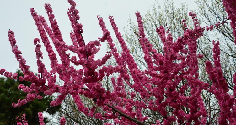 榆叶梅花语是什么含义？榆叶梅的花语有哪些解释？