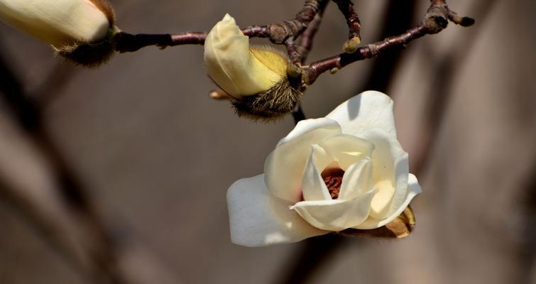 玉兰花的寓意象征是什么？如何理解玉兰花的花语含义？