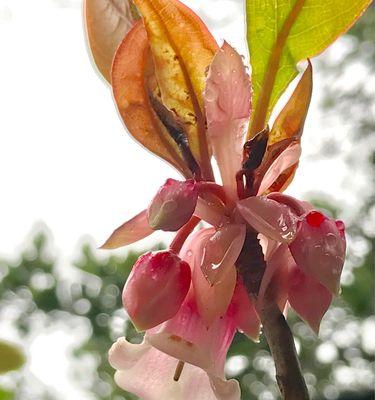 吊钟花开完花后应该怎么做？维护和处理方法是什么？