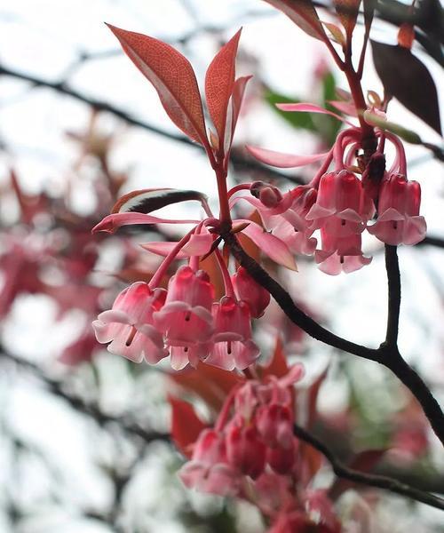 吊钟花开完花后应该怎么做？维护和处理方法是什么？