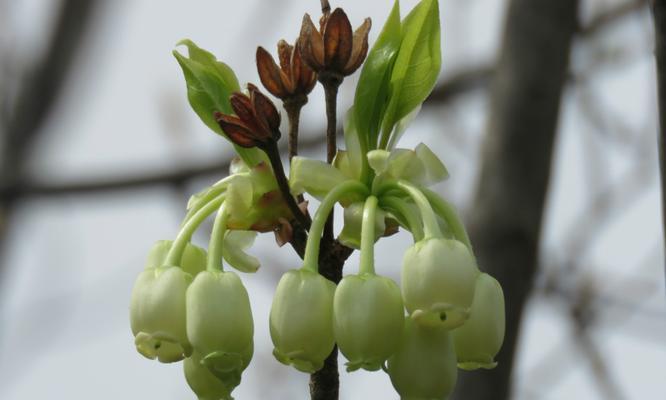 吊钟花的别名是什么？吊钟花还有哪些称呼？