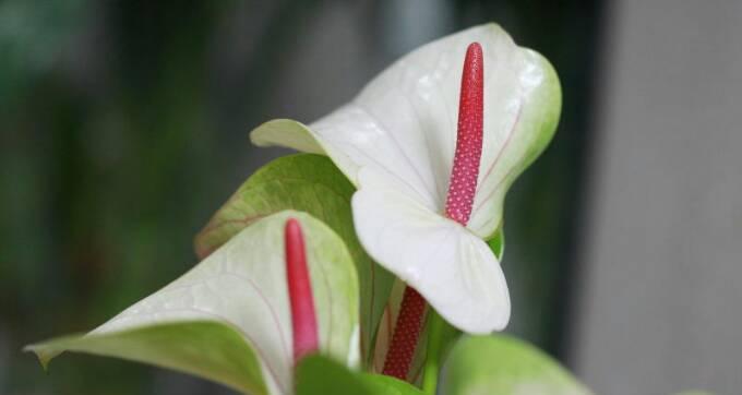 植物白掌的花语是什么？如何养护白掌以保持其美丽？