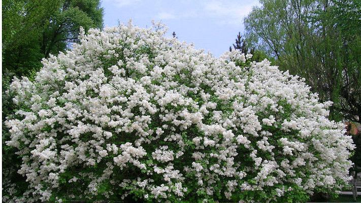 丁香花冬天会冻死吗？如何在寒冷季节保护丁香花？