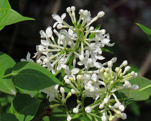 丁香花冬天会冻死吗？如何在寒冷季节保护丁香花？